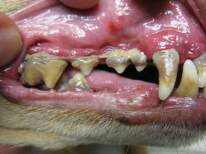 periodontal-disease-in-dogs-perkins-road-vet-hospital-bgedrzqz